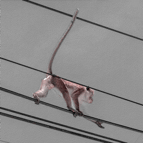 monkey causes outage